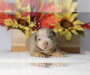 American Bully Puppy for sale in SUGAR LAND, TX, USA
