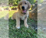 Small #19 Golden Retriever