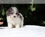 Small #12 Goldendoodle (Miniature)