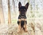 Small #1 German Shepherd Dog