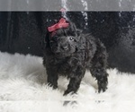 Small Photo #6 Poodle (Toy) Puppy For Sale in WARSAW, IN, USA
