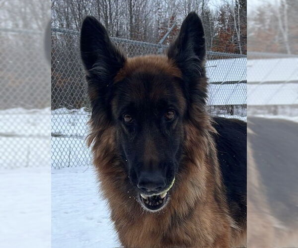 Medium Photo #3 German Shepherd Dog-Unknown Mix Puppy For Sale in Webster, WI, USA