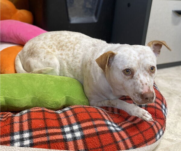 Medium Photo #3 Mutt Puppy For Sale in Raleigh, NC, USA