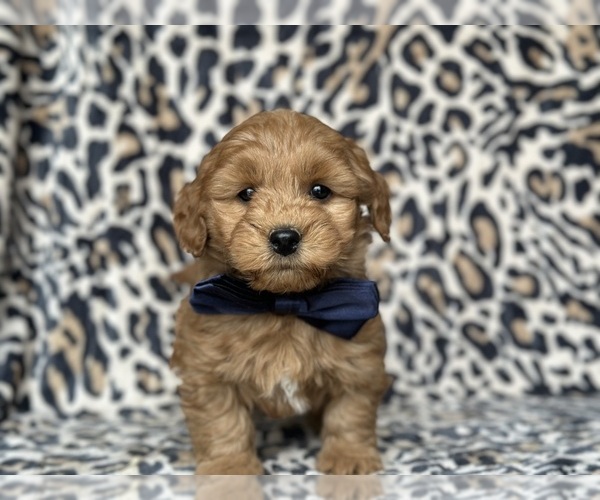 Medium Photo #4 Goldendoodle (Miniature) Puppy For Sale in LANCASTER, PA, USA