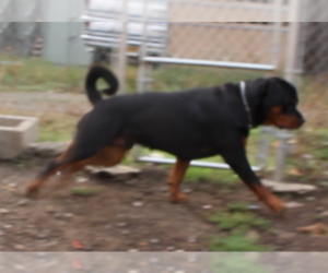 Father of the American Bully-Rottweiler Mix puppies born on 02/18/2022