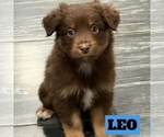 Small Photo #55 Australian Shepherd Puppy For Sale in NEW BRAUNFELS, TX, USA