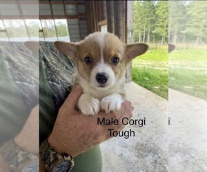 Mutt Dogs for adoption in Studio City, CA, USA