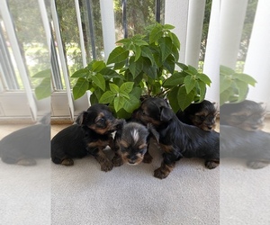 Yorkshire Terrier Puppy for sale in PARK RIDGE, IL, USA