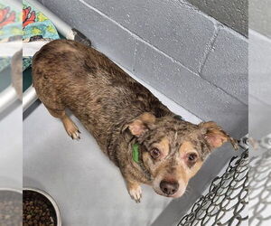 Chiweenie Dogs for adoption in Augusta, GA, USA