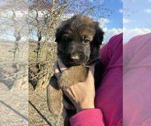 German Shepherd Dog Puppy for sale in NEWVILLE, PA, USA