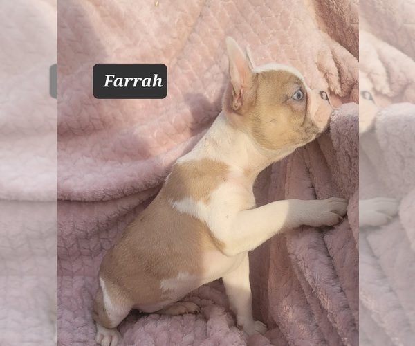 Medium Photo #8 Faux Frenchbo Bulldog Puppy For Sale in POMEROY, OH, USA