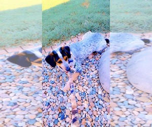 Australian Cattle Dog-Beagle Mix Puppy for sale in BELLEVILLE, IL, USA