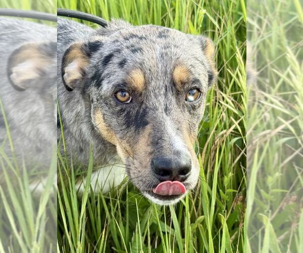 Medium Photo #3 Catahoula Leopard Dog-Unknown Mix Puppy For Sale in Lee's Summit, MO, USA