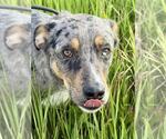 Small #2 Catahoula Leopard Dog Mix