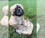 Small #1 Shih Tzu