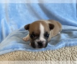 Puppy 2 French Bulldog
