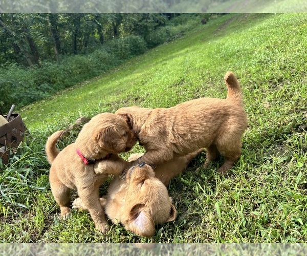 Medium Photo #9 Golden Retriever Puppy For Sale in ALLEGAN, MI, USA