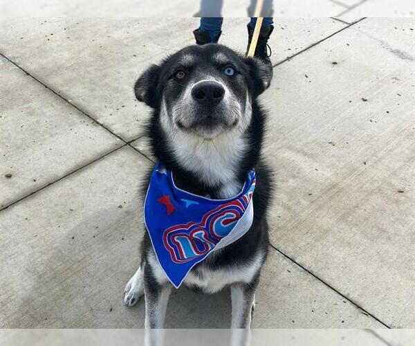 Medium Photo #2 Gerberian Shepsky Puppy For Sale in Orange, CA, USA