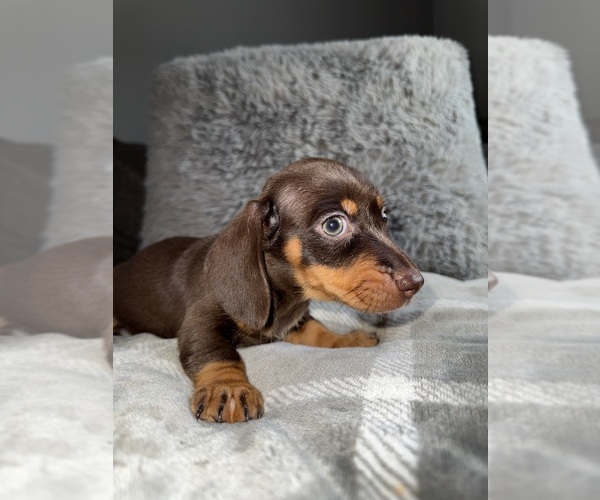 Medium Photo #21 Dachshund Puppy For Sale in JOHNSTON, RI, USA