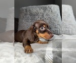 Small Photo #21 Dachshund Puppy For Sale in JOHNSTON, RI, USA