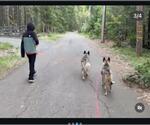 Small #2 German Shepherd Dog Mix