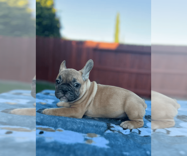 Medium Photo #5 French Bulldog Puppy For Sale in SACRAMENTO, CA, USA