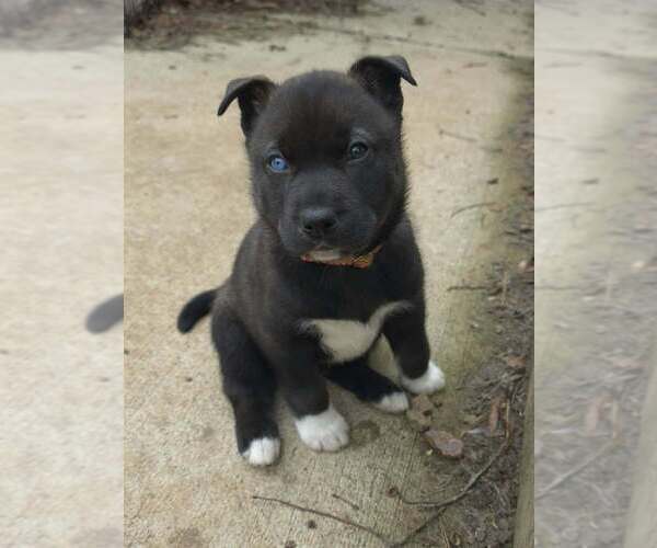 Medium Photo #7 Siberian Husky-Unknown Mix Puppy For Sale in Raleigh, NC, USA