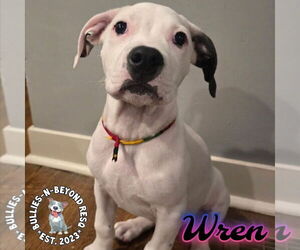 American Staffordshire Terrier-Unknown Mix Dogs for adoption in Omaha, NE, USA