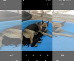 Small Photo #12 German Shepherd Dog Puppy For Sale in BRADLEYVILLE, MO, USA