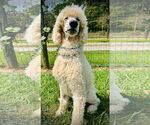 Small #3 Poodle (Standard)