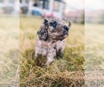 Puppy 3 Golden Mountain Doodle 