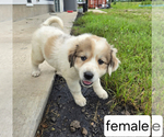 Small #7 Great Pyrenees
