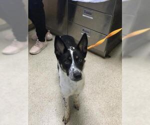 Mutt Dogs for adoption in Riverside, CA, USA