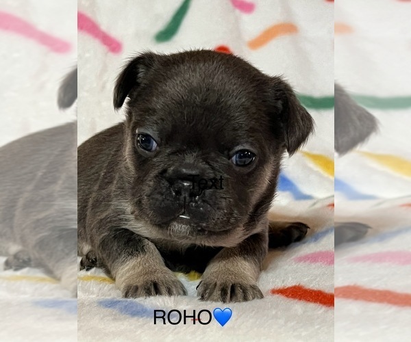 Medium Photo #1 French Bulldog Puppy For Sale in CAMERON, OK, USA