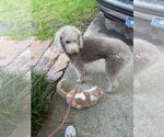 Small #8 Labradoodle