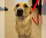 Small Labrador Retriever