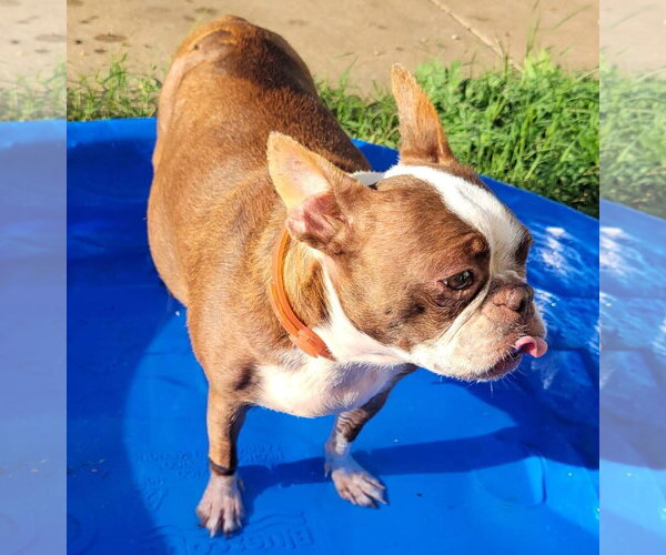 Medium Photo #6 Boston Terrier Puppy For Sale in Little Elm, TX, USA