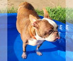 Small #5 Boston Terrier