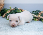 Small Photo #28 Chihuahua-Chorkie Mix Puppy For Sale in FREDERICKTOWN, OH, USA