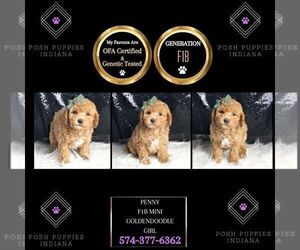 Medium Goldendoodle (Miniature)