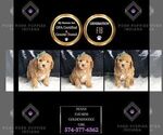Puppy Penny F1B Goldendoodle (Miniature)