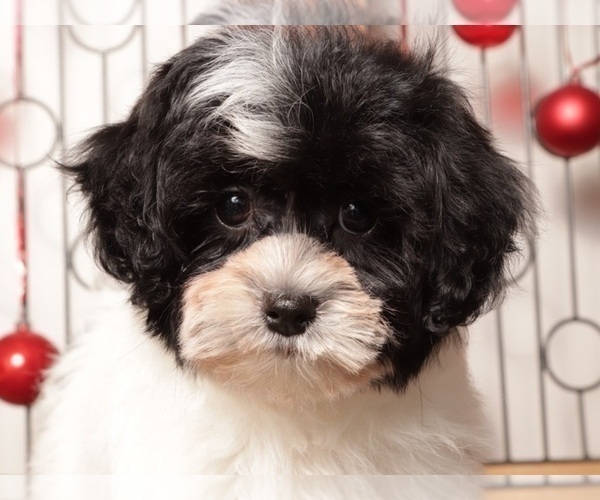 Medium Photo #4 Shih-Poo Puppy For Sale in NAPLES, FL, USA