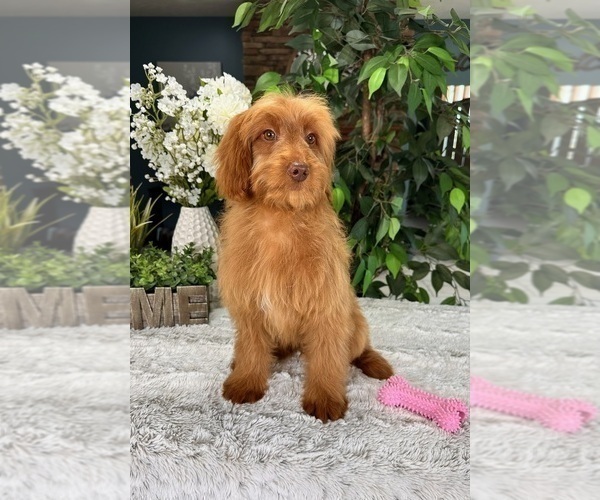 Medium Photo #1 Goldendoodle (Miniature) Puppy For Sale in GREENFIELD, IN, USA