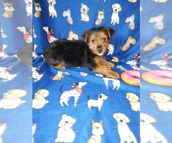 Medium Photo #6 YorkiePoo Puppy For Sale in LAPEER, MI, USA