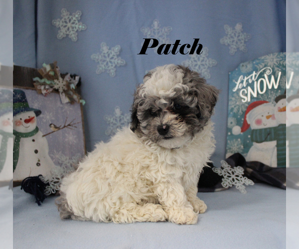Medium Photo #23 Poodle (Toy) Puppy For Sale in CHANUTE, KS, USA