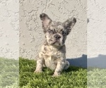 Small Photo #18 French Bulldog Puppy For Sale in HOUSTON, TX, USA