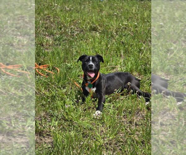 Medium Photo #7 American Pit Bull Terrier-Labrador Retriever Mix Puppy For Sale in Clarkston, MI, USA