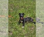 Small #6 American Pit Bull Terrier-Labrador Retriever Mix