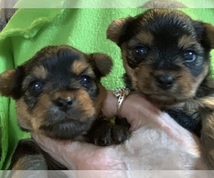 Yorkshire Terrier Puppy for Sale in OKLAHOMA CITY, Oklahoma USA