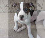 Puppy Baby Blue bird American Bully